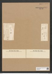 Diatomeae indet. Zeichnungen Sammlung Grunow Nr. 6575 (NHMW-BOT-W0375316)